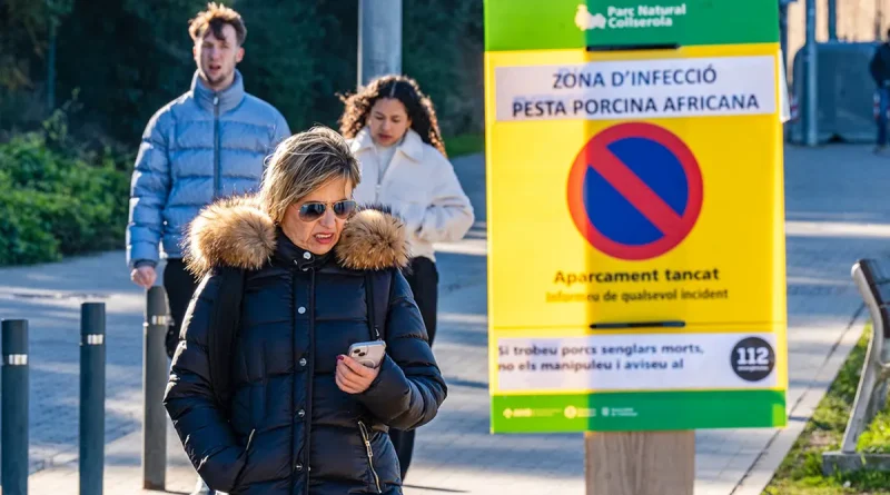 España, brote, este porcina africana, PPA, enfermedad animal,