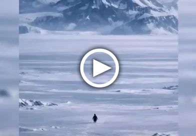 pingüino, pingüino solitario, pingüino nihilista, viral, tendencia, redes sociales, internet, historia, significado,