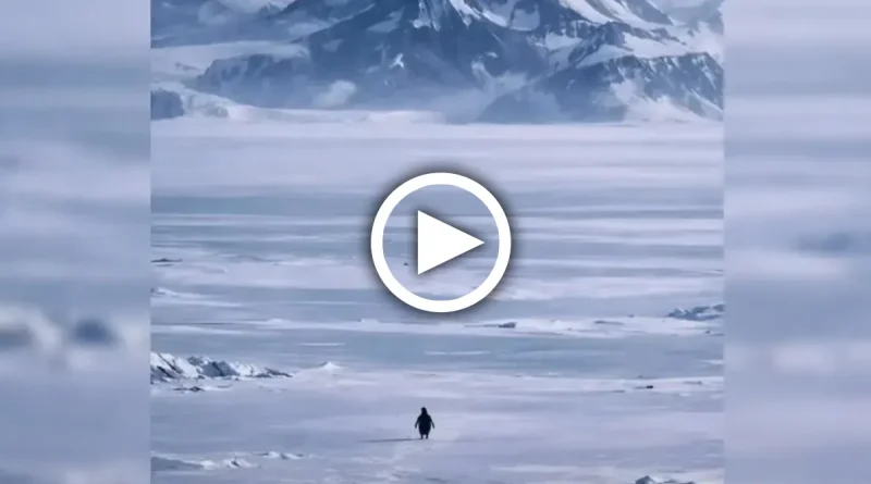 pingüino, pingüino solitario, pingüino nihilista, viral, tendencia, redes sociales, internet, historia, significado,