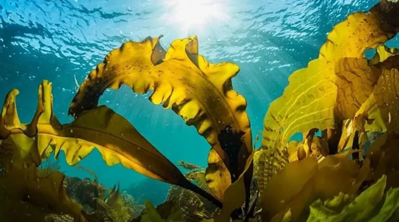 chile, internacional, tecnológia, agua, algas