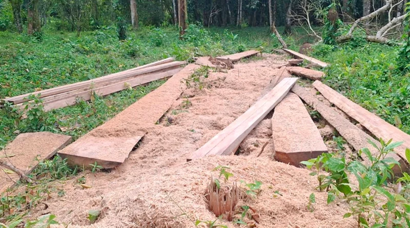 ejército de nicaragua, nueva guinea, costa caribe sur, tala ilegal, madera ilegal, medioambiente, operativo militar, recursos naturales, motosierras, seguridad nacional, 5 comando regional, nicaragua