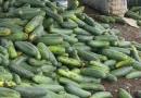 nicaragua, familias productoras, pepino, producción