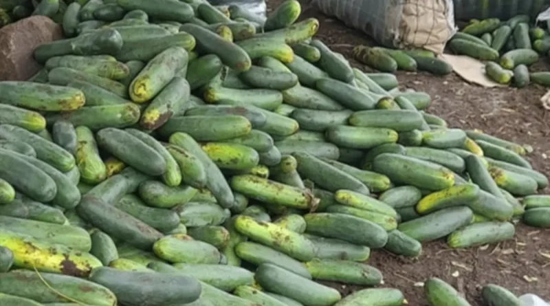nicaragua, familias productoras, pepino, producción