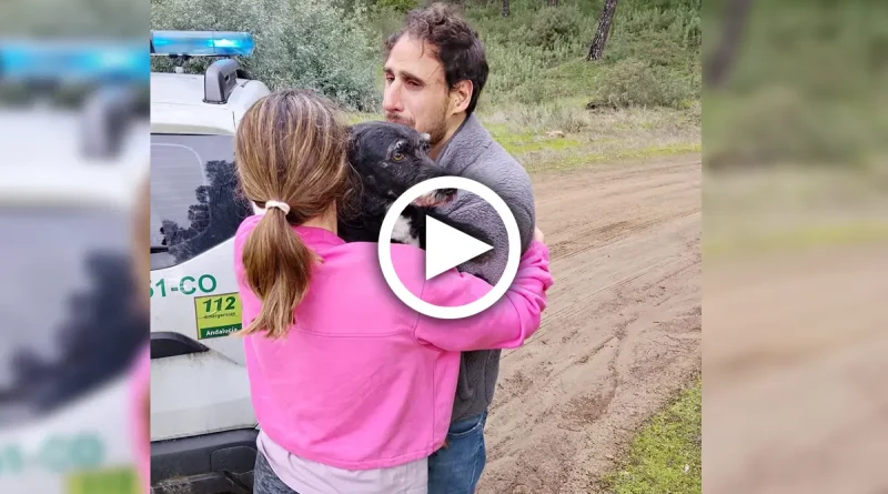 reencuentro, Boro, junto a su familia, España, perro encontrado, accidente de tren, esperanza,