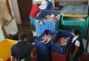 chihnandega, nicaragüa, inpesca, inspeccion pesqauera,