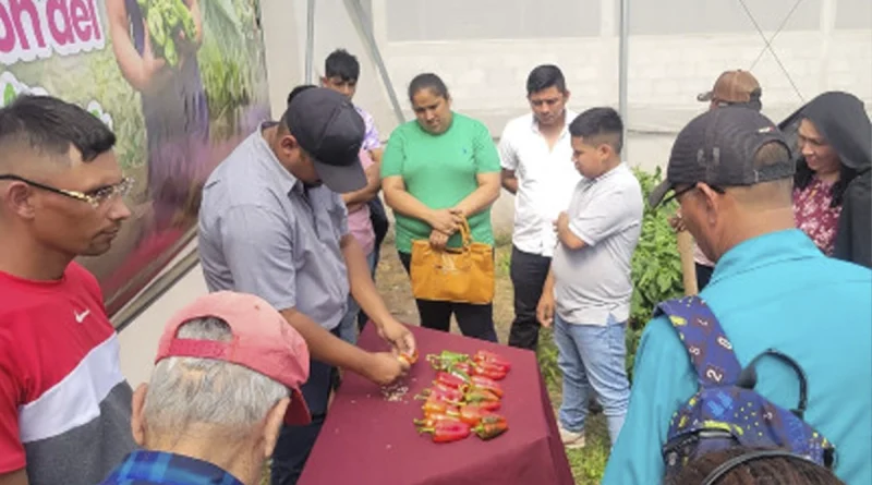 nicaragua, inta, Matagalpa, hortalizas