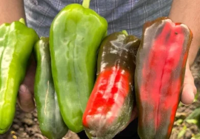 nicaragua, inta, producción de chilota, chilota, managua, técnicas de producción de chiltoma,