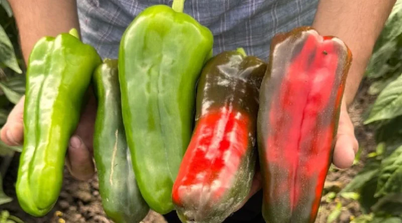 nicaragua, inta, producción de chilota, chilota, managua, técnicas de producción de chiltoma,