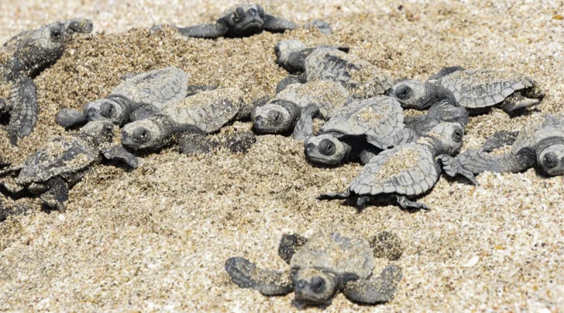 marena, santa teresa, carazo, tortuguillos, paslama, nicaragua