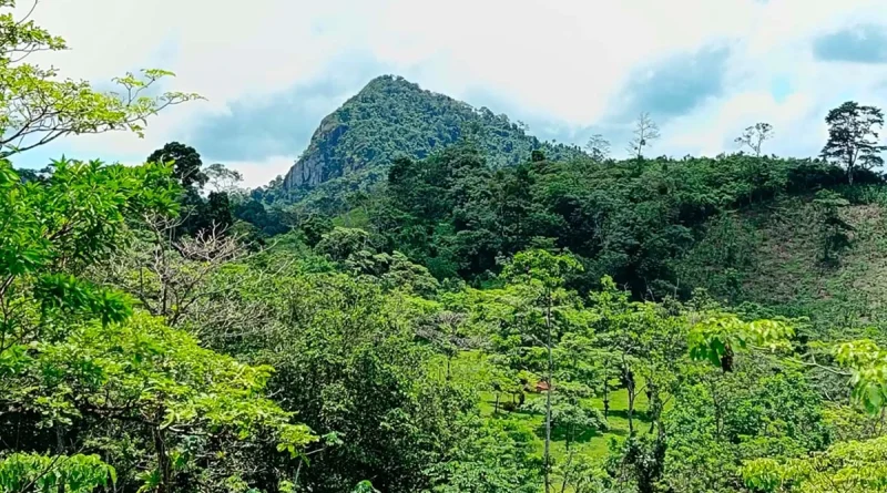 bosques, boaco, marena, reforestación, ecosistemas, naturaleza, regeneración, árboles, conservación, teustepe, gobierno de nicaragua, nicaragua