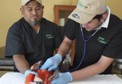 nicaragua, marena, biodiversidad, rescate