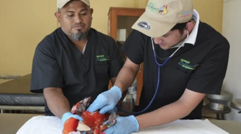 nicaragua, marena, biodiversidad, rescate