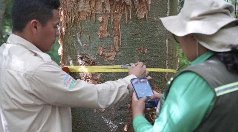 nicaragua, marena, estudio nacional, cobertura boscosa
