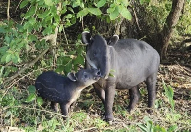 marena, tapir, nicaragua, liberacion, rio san juan, ejercito de nicaragua, policia nacional,