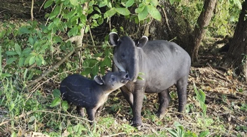 marena, tapir, nicaragua, liberacion, rio san juan, ejercito de nicaragua, policia nacional,