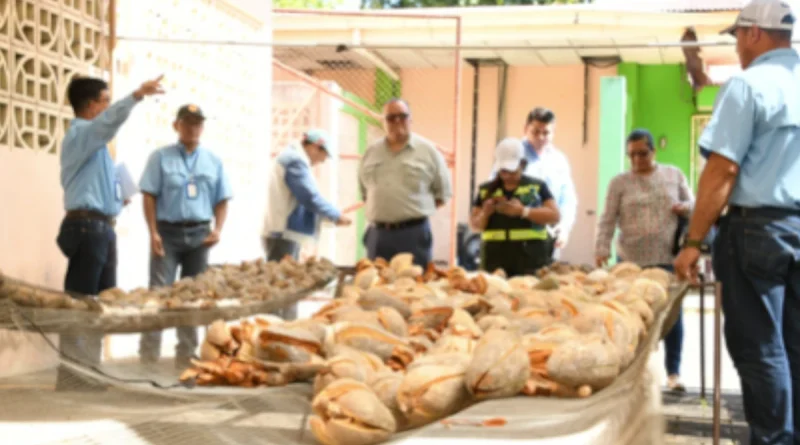 marena, nicaragüa, Gobierno Sandinista, producción de semillas, producción, Nicaragua,