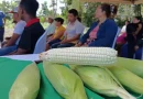 maíz, mejoramiento genética, Río san Juan, INTA, producción, rendimiento, mejoramiento de semilla, maíz criollo,