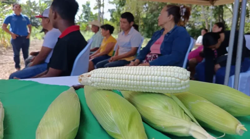 maíz, mejoramiento genética, Río san Juan, INTA, producción, rendimiento, mejoramiento de semilla, maíz criollo,