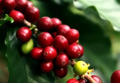 café, nicaragua, mag, cosecha, quintales, beneficios, calidad, exportación, producción, aroma, consumo y comercio