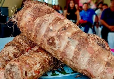 quequisque, nicaragua, producción, exportación, agricultura, mag, tubérculo, fincas, mercados, rurales