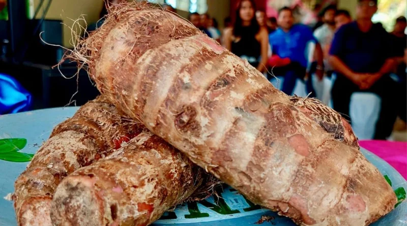 quequisque, nicaragua, producción, exportación, agricultura, mag, tubérculo, fincas, mercados, rurales