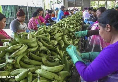rivas, planta procesadora, platano, potosi,