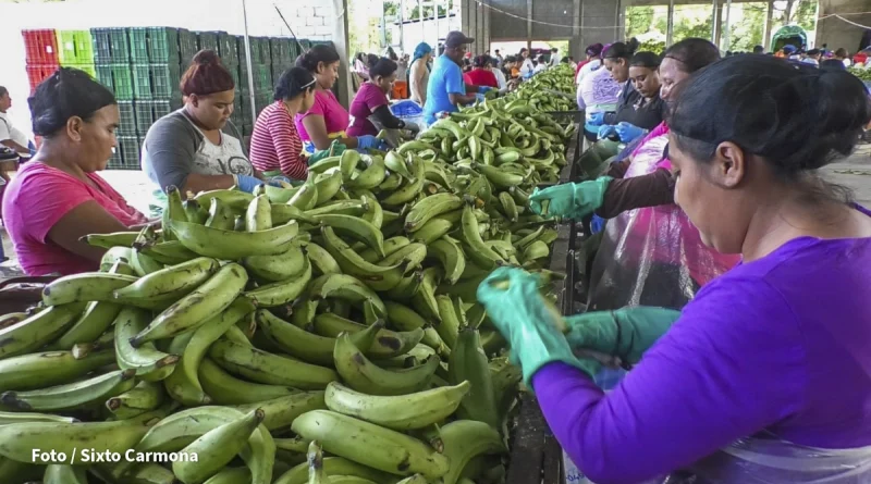 rivas, planta procesadora, platano, potosi,