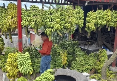 ministerio agropecuario, nicaragua, banano, seguridad alimentaria, produccion,