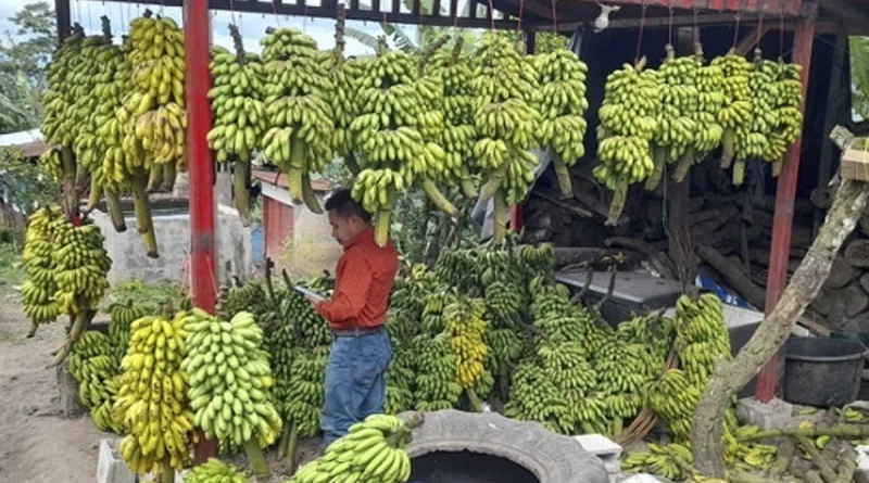 ministerio agropecuario, nicaragua, banano, seguridad alimentaria, produccion,
