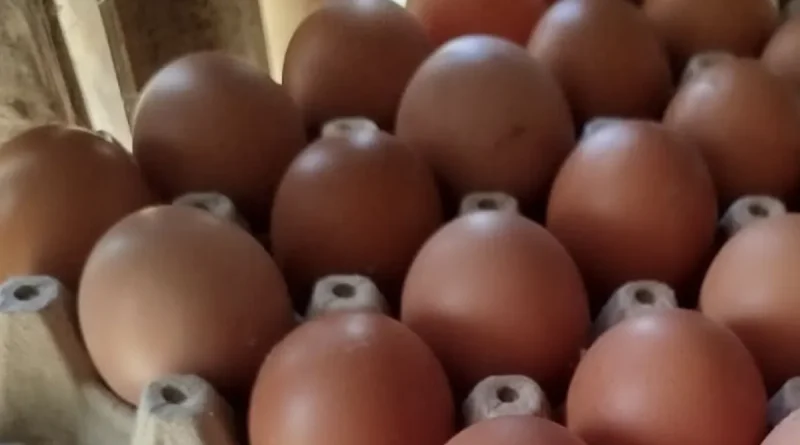 huevo, producción de huevo, Nicaragua, MAG, alimento,