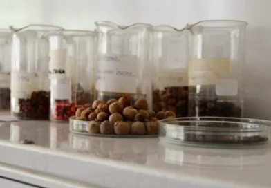 semillas forestales, MARENA, Nicaragua, reforestación, recolecta,