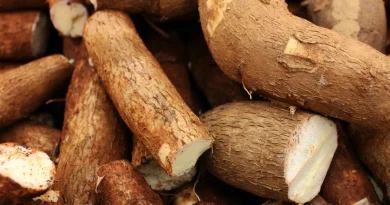 Producción de yuca fortalece la seguridad alimentaria y el desarrollo agroindustrial nicaragua, yuca, producción de yuca, ministerio agropecuario, Nicaragua,