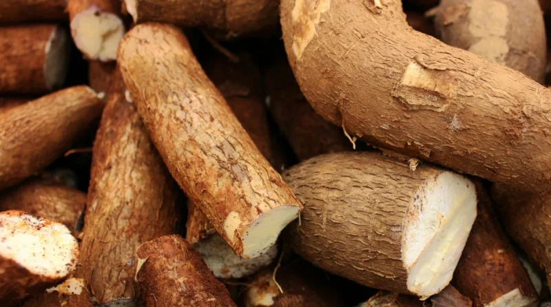 nicaragua, yuca, producción de yuca, ministerio agropecuario, Nicaragua,