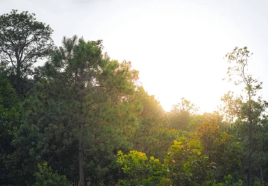 clima nicaragua, ineter, pronóstico del tiempo, calor intenso, vientos fuertes, lluvias aisladas, región pacífico, caribe nicaragüense, altas presiones, vaguada, temperaturas altas, 21 de enero de 2026, nicaragua