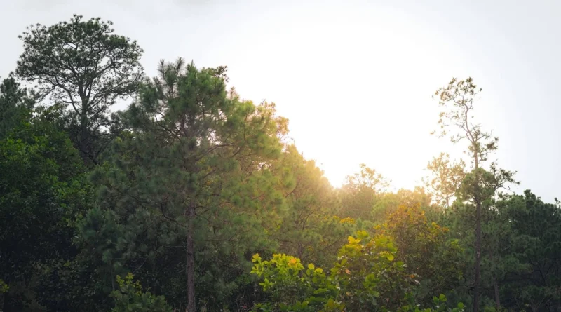 clima nicaragua, ineter, pronóstico del tiempo, calor intenso, vientos fuertes, lluvias aisladas, región pacífico, caribe nicaragüense, altas presiones, vaguada, temperaturas altas, 21 de enero de 2026, nicaragua
