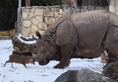 rinoceronte, Polonia, ciervo, ciervo muntíaco, valiente, pequeño, ataca, rinoceronte Marushka