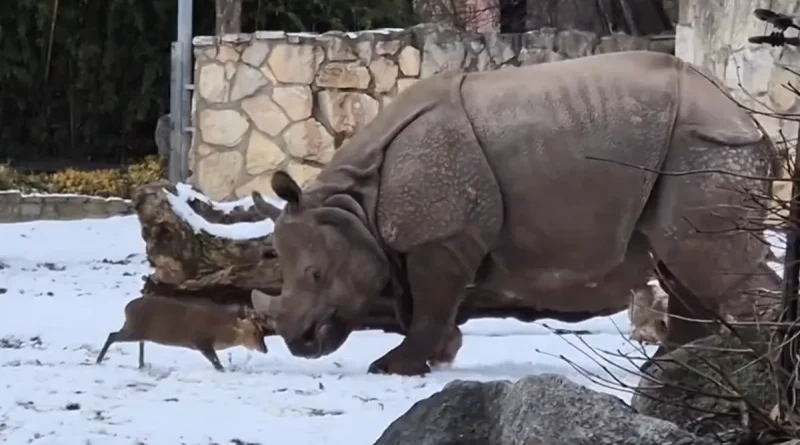 rinoceronte, Polonia, ciervo, ciervo muntíaco, valiente, pequeño, ataca, rinoceronte Marushka