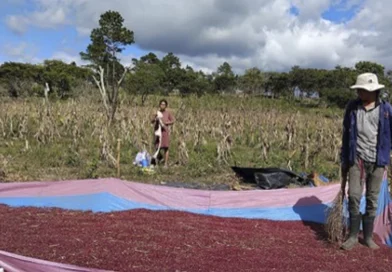 frijol, produccion, ministerio agropecuario, nicaragua, postrera,