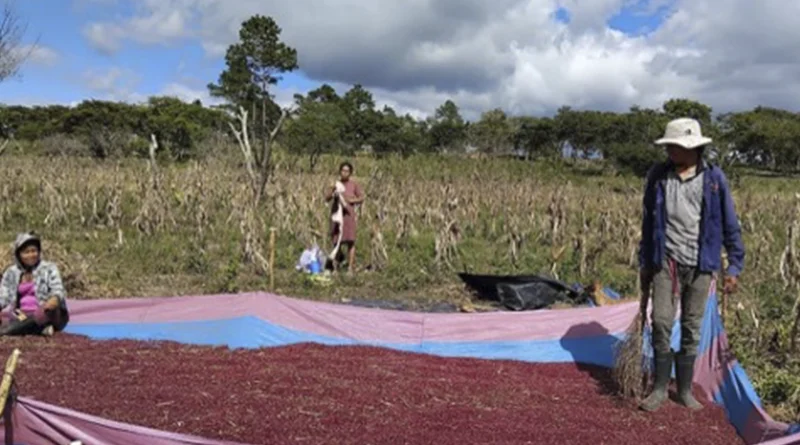 frijol, produccion, ministerio agropecuario, nicaragua, postrera,