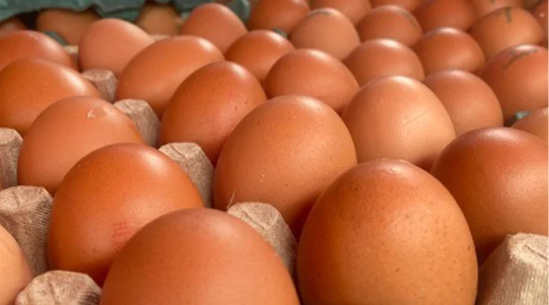 nicaragua, ministerio agropecuario, produccion de huevo, seguridad alimentaria,