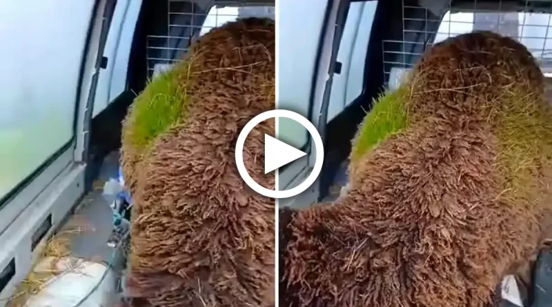 Oveja, crece hierba en la lana, ovejas verdes, España, Mijares, pastor, viral, pasto en lugar de lana,