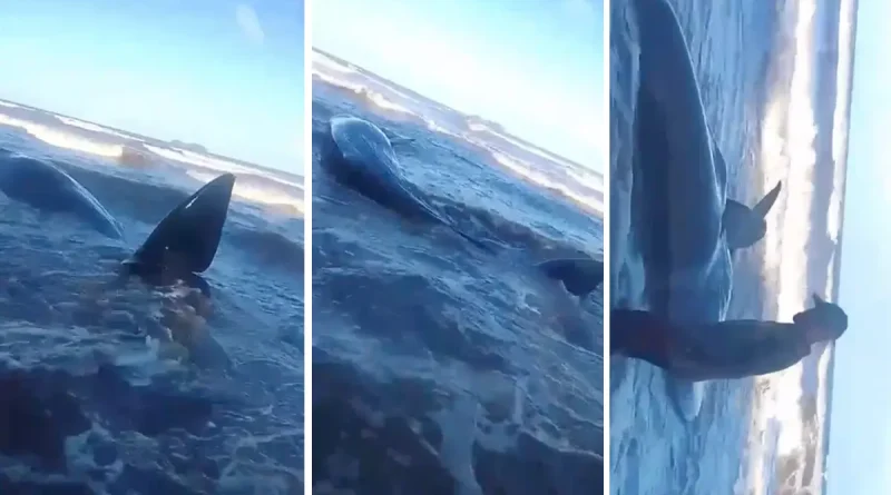 Monkey Point, Bluefields, ballena, avistamiento, Caribe Sur, Nicaragua, costa, orilla del mar, video,