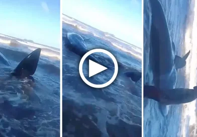 Monkey Point, Bluefields, ballena, avistamiento, Caribe Sur, Nicaragua, costa, orilla del mar, video,