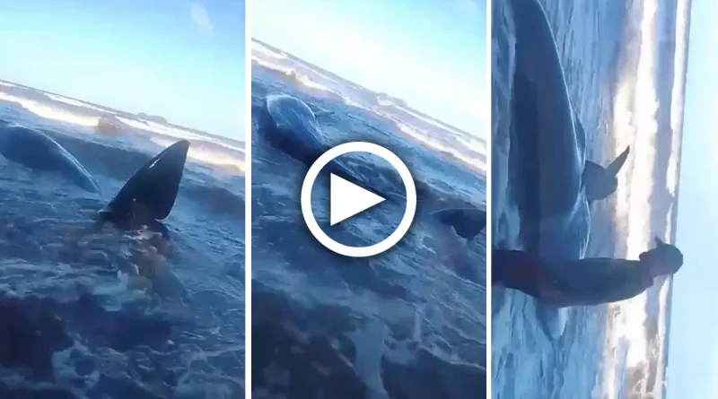 Monkey Point, Bluefields, ballena, avistamiento, Caribe Sur, Nicaragua, costa, orilla del mar, video,