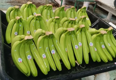 banano para exportación, chinandega, producción de banano, industria bananera, economía rural, empleo agrícola, ministerio agropecuario, exportación de frutas, cosecha de banano, empresas bananeras, nicaragua