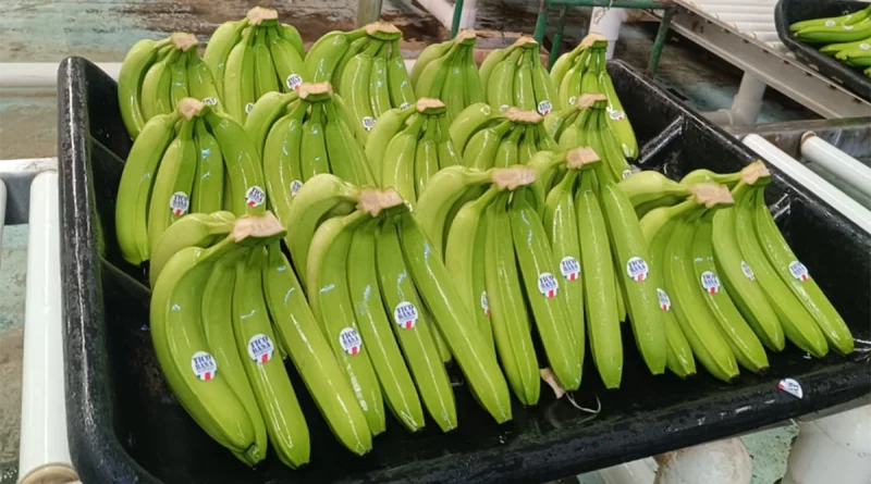 banano para exportación, chinandega, producción de banano, industria bananera, economía rural, empleo agrícola, ministerio agropecuario, exportación de frutas, cosecha de banano, empresas bananeras, nicaragua