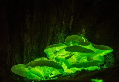 Rusia, hongo, planta, investigador, plantas luminiscentes, crean creador,