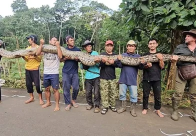 serpiente, serviente más larga del mundo, Indonesia, Record Guinness, encuentran, capturan, piton,