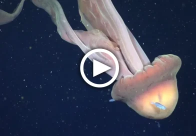 medusa gigante, descubren, medusa, Argentina, científicos, mar argentino, video, profundidades del mar, medusa fantasma,