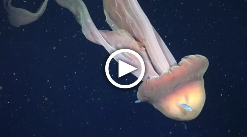 medusa gigante, descubren, medusa, Argentina, científicos, mar argentino, video, profundidades del mar, medusa fantasma,